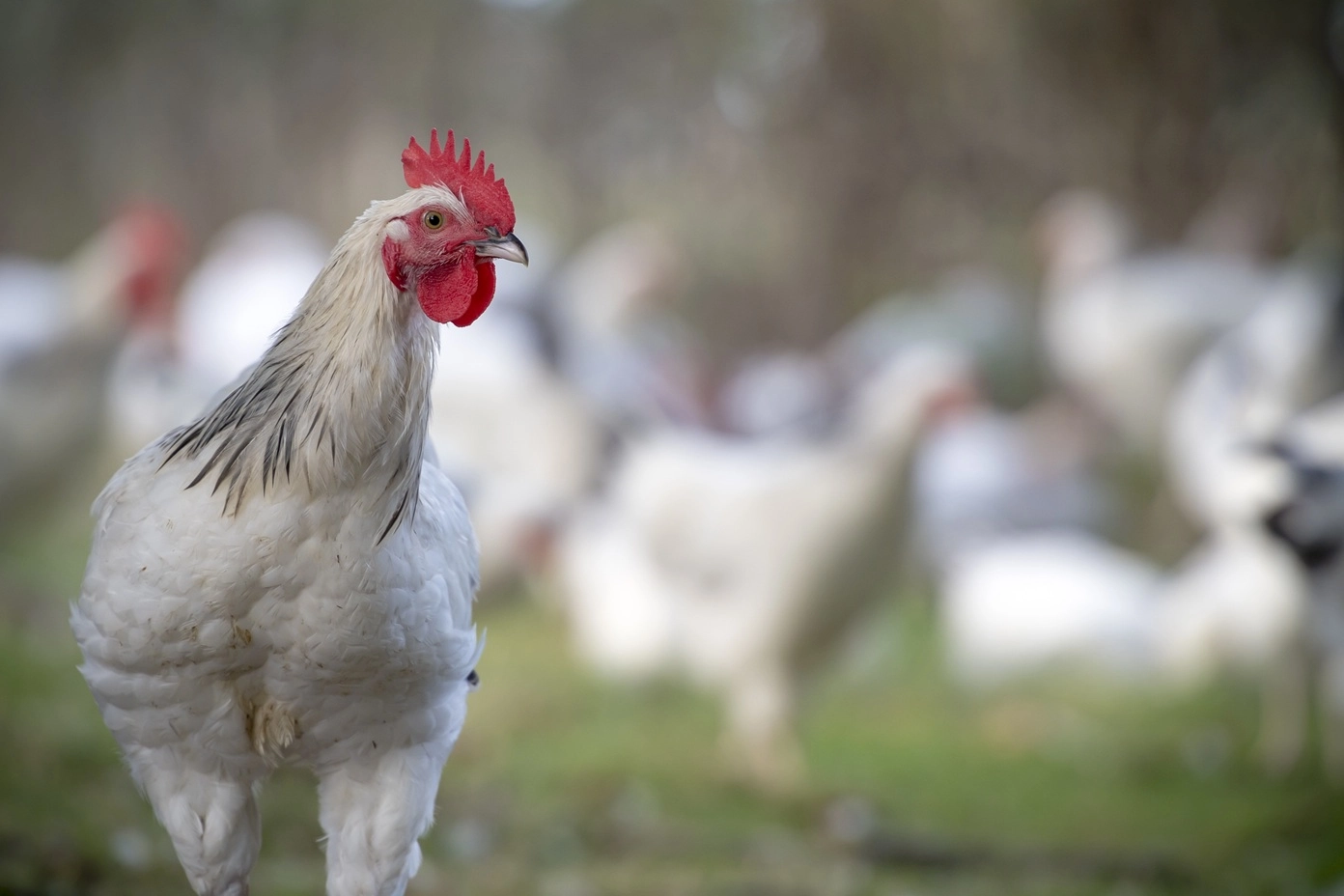 La fierté du poulet du Bourbonnais : son AOP !